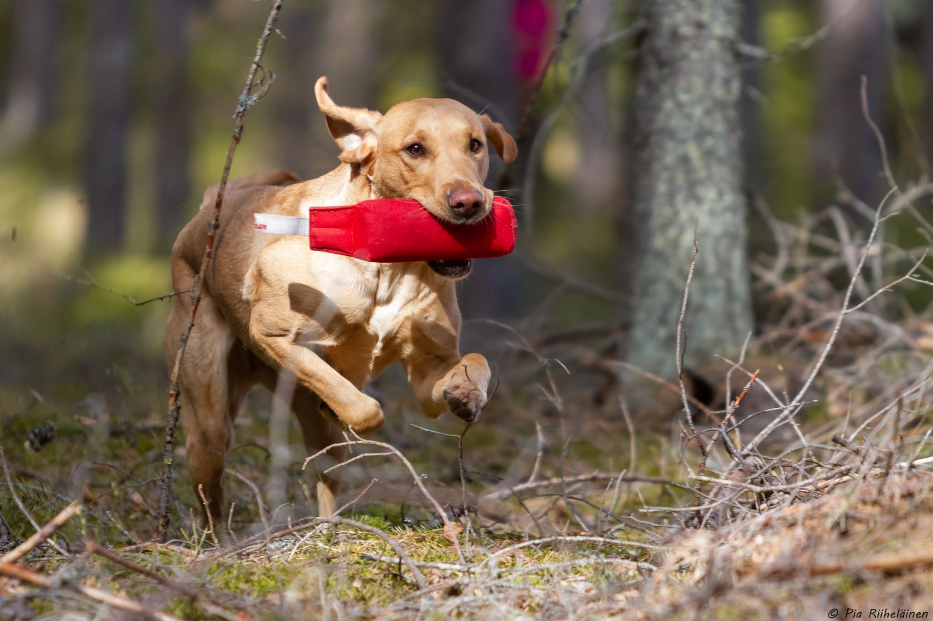 © Pia Riiheläinen